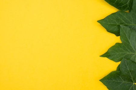 A top view of green leaves isolated on a yellow background with space for textの写真素材
