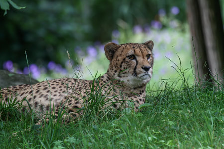 A beautiful cheetah lying in the grass