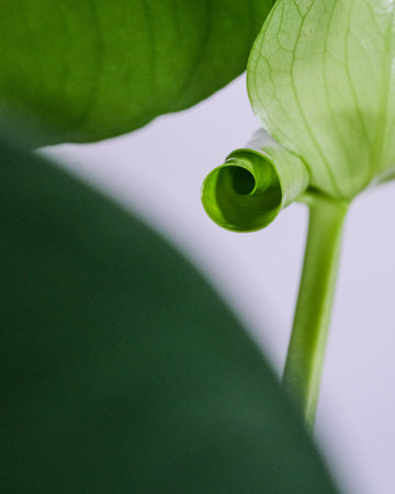 A closeup of the growing green leaf of a plantの写真素材