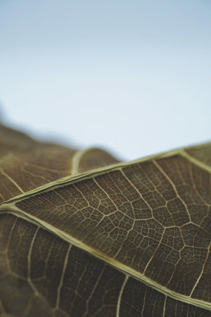 A closeup vertical shot of a sick drying houseplant leaf vein detailsの写真素材