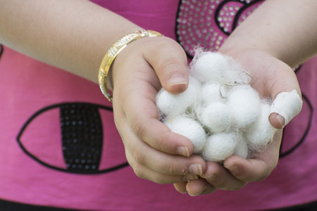 A closeup shot of white silkworm cocoons shells on young girl's hand, source of silk thread and silk...