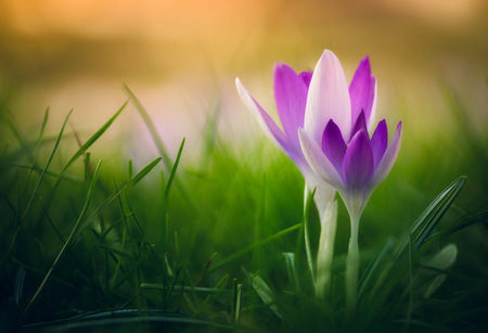 A selective focus shot of a purple snowdrop among grasses on a sunny morningの写真素材