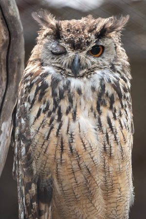 A Eurasian Eagle-owl winking while sitting on its perch in a zooの写真素材