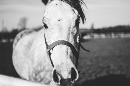 A closeup shot of a white horse looking straight with the field in the backgroundの写真素材