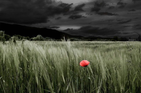 A beautiful poppy flower alone in a green grassy field under a monochrome dark cloudy skyの写真素材