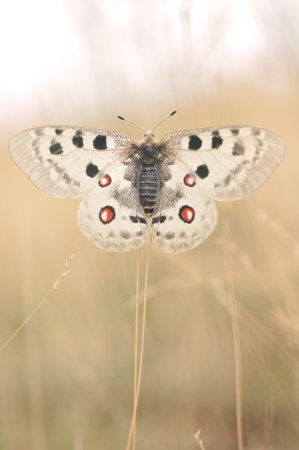Resting Apollo butterfly with spread wings in the evening light