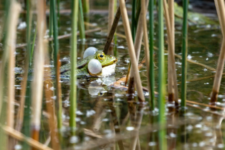 A closeup shot of a frog swimming in a swampの写真素材