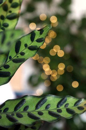 A green house plant with yellow bokeh blurry background. The plant is a Calathea lancifolia that is...