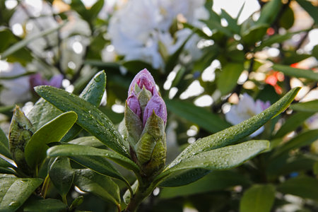 Pink blossom on a rhododendron shrub (Ericaceae)の写真素材