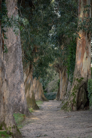 A vertical shot of a path surrounded by huge treesの写真素材
