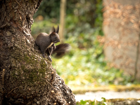 A closeup of a beautiful fox squirrel on a tree trunk in a parkの写真素材