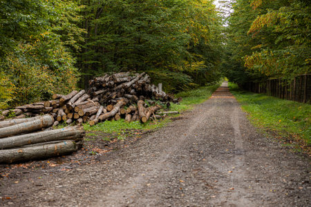 A shot of cut tree trunks in forestの写真素材