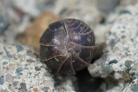 A closeup shot of a rolled-up common pill-bug on a rocky surface