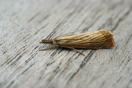 A closeup shot of a small garden grass-veneer moth on a wooden surfaceの写真素材