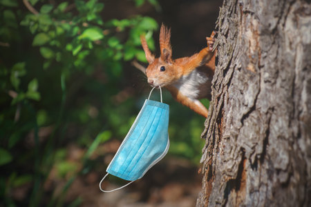 Squirrel with a surgical face mask in its mouth on a tree trunk in a city park. Public spaces are flooded with discarded protective equipment.の写真素材