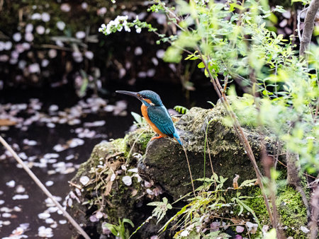 A closeup shot of common kingfisher perched on a rock near a pondの写真素材