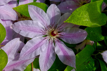 A closeup shot of a beautiful Nelly Moser Clematis with soft pink petals and green leavesの写真素材