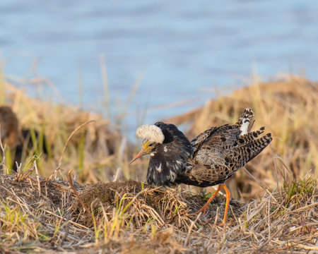 A selective focus shot of a Male ruff showing its feather collar in mating seasonの写真素材