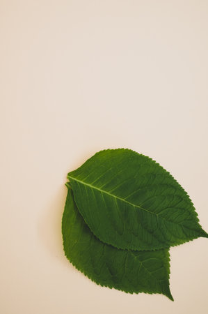 A vertical shot of green leaves on a beige background with space for text