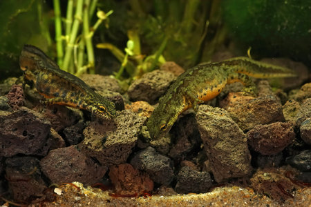 A Carpathian male and female newts (Lissotriton montandoni) trying to capture a bloodworm on the...