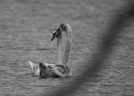 A closeup shot of beautiful swans swimming in a lakeの写真素材