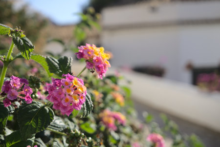 A selective focus of yellow and pink Lantana camara (common lantana) flowersの写真素材