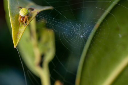 A closeup shot of a cucumber green spider on a cobwebの写真素材