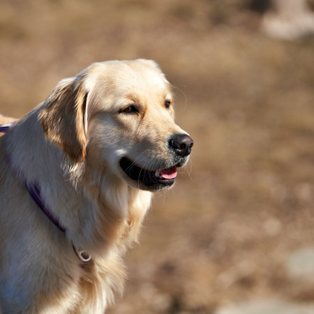 A shallow focus of an endearing young golden retriever looking aside on blurred backgroundの写真素材