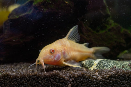 A closeup shot of an albino corydoras aeneus fish swimming underwaterの写真素材