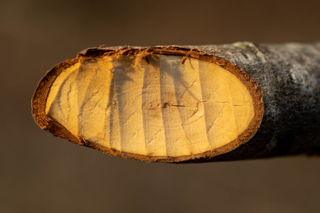 A beaver gnawed a stick with his nail teethの写真素材