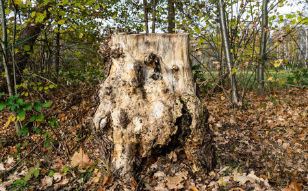 A selective focus shot of a cut trunk and fallen autumn leaves in a park