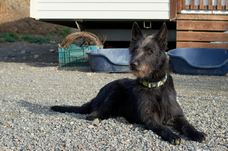 A cute dog of mixed breed of Scottish terrier and German shepherdの写真素材