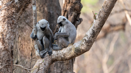 A closeup shot of two cute monkeys on a treeの写真素材