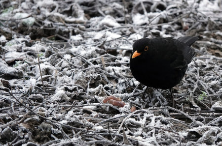 A selective focus shot of a small blackbird on leaves covered with snowの写真素材