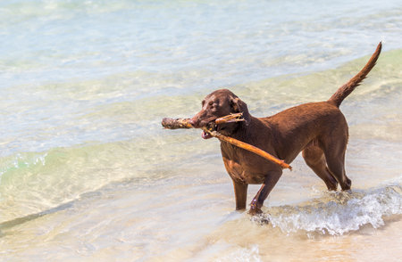 A brown dog carrying a stick while walking at the beachの写真素材