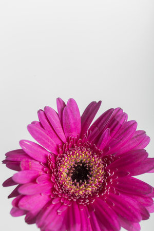 flowers, close-up one pink flower seen from above on white background, with space to write above, vertical photoの写真素材