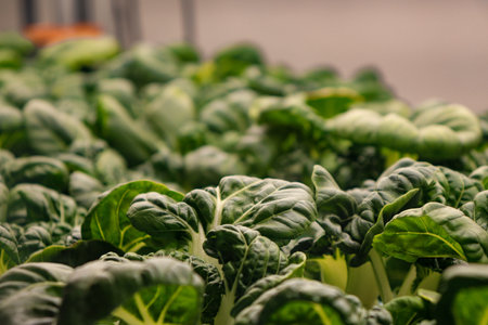 A closeup shot of fresh leafy cabbage growing in a greenhouseの写真素材
