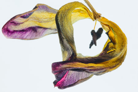 A past tulip blossom formed into a beautiful flying heart with wings in bright colorsの写真素材