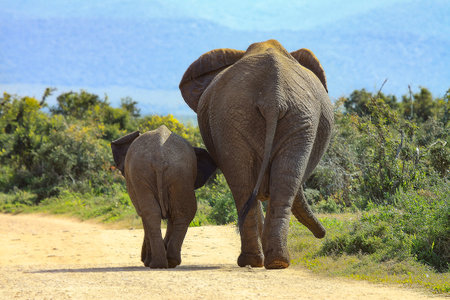 The African Elephant and baby walking through the open fieldの写真素材