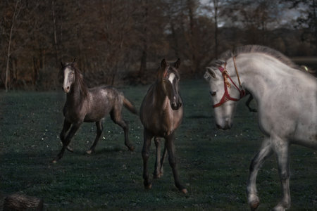 A beautiful shot of horses running on a green landscape