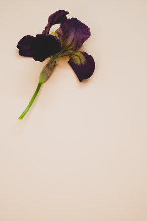 A vertical shot of an iris flower on a light-colored backgroundの写真素材