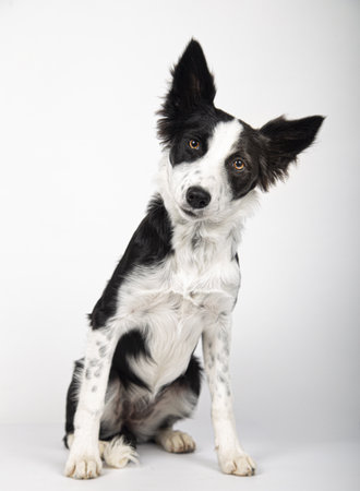 A vertical shot of an adorable Border Collie puppy on a white backgroundの写真素材