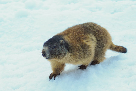 alpine marmot (Marmota marmota) first moves in springtime on snow, seen at Berchtesgaden national park, Germanyの写真素材