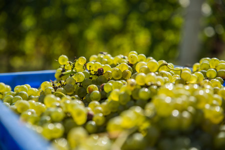 A selective focus shot of green grapes in a blue square plastic basket in the gardenの写真素材