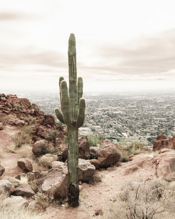 A vertical shot of Saguaro cactus in a desert against a skyの写真素材