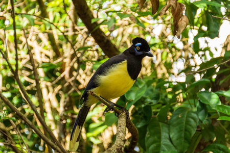A closeup shot of an plush-crested jay perched on a tree branchの写真素材