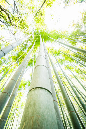 A low angle shot of tall bamboo trees in Japanの写真素材
