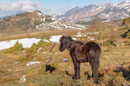 A dark brown horse grazing in the field in summerの写真素材