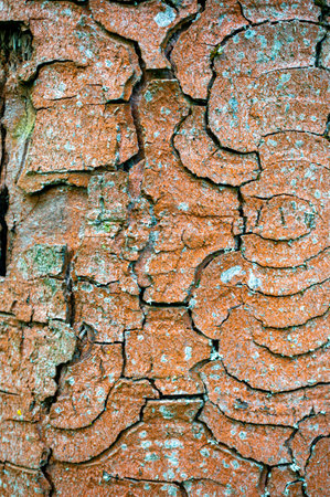 A closeup shot of an old weathered bark surfaceの写真素材