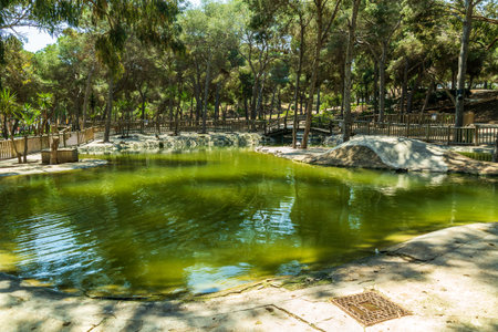 A closeup of a pond in Reina Sofia Park, in Guardamar, Spainの写真素材